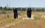 Oliqarxlar balta götürüb İlham Əliyevin ağaclarına hücum etdi
