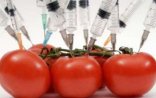 GMO ilə bağlı yeni qərar verildi