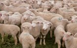 Halal və halal olmayan heyvanların siyahısı açıqlanıb
