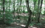 "Meşə mühafizəsi və bərpa müəssisələri  texniki avadanlıqlarla  təmin olunub...”
