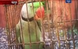 Tutuquşu təhqirə görə həbs olundu - VİDEO