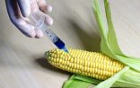 GMO bitkilər və yeyinti məhsulları məhv ediləcək