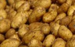 80 ton Azərbaycan kartofu geri qaytarıldı