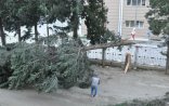 Güclü külək 5 ağacı aşırdı
