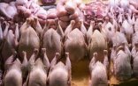 Bu məhsulların idxalı məhdudlaşdırılır - Əhaliyə xəbərdarlıq