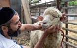 Qurban ibadəti 