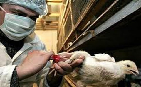 Türkiyənin bəzi bölgələrindən Azərbaycana quş məhsullarının idxalı müvəqqəti dayandırılıb