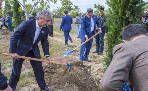 Nərimanov rayonunda yerləşən yaşıllıq zolağında iməcilik keçirilib