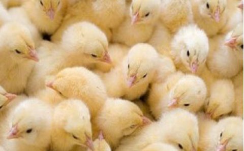 "Quşlarda xəstəlik daşıyıcısı aşkar edilmədi"