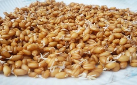 Cücərdilmiş buğdanın faydaları
