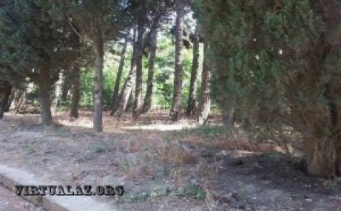SOS: Nəbatat bağı susuzluqdan məhv olur