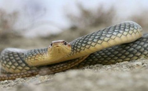 6 nəfəri ilan sancıb