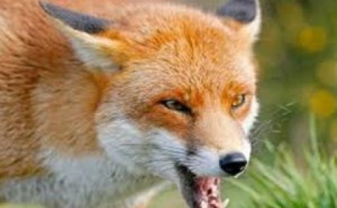 Çaqqal küçədə sakinlərə hücum etdi - Zaqatalada