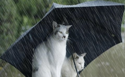 Hava haqqında