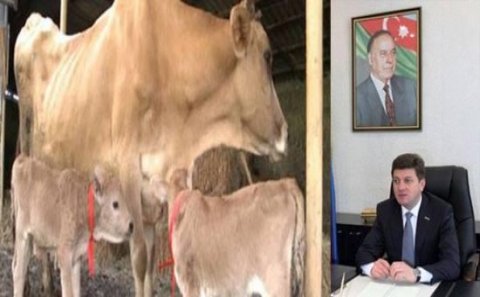 İcra başçısı Qəbələdə heyvanlara asfalta çıxmaq qadağan edib