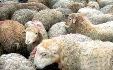 Türkiyə Qurban bayramında 90-dan çox ölkəyə qurban əti aparacaq