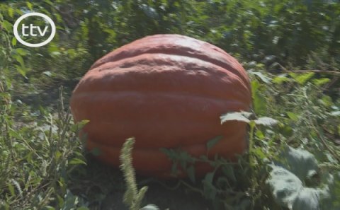 Tovuzda 55 kiloqramlıq balqabaq