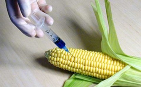 GMO bitkilər və yeyinti məhsulları məhv ediləcək