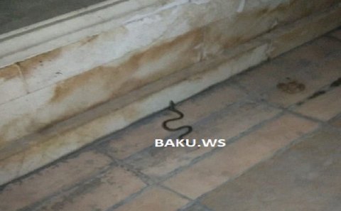 Bakını ilanlar basıb – Bulvar və ticarət mərkəzlərində sürünürlər – VİDEO