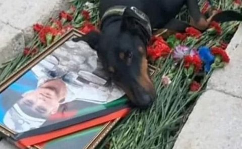 Şəhidimizin ən vəfalı dostu... - Foto