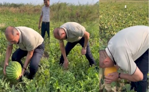 Deputat bostanda: Qarpıza gücü çatmadı - Maraqlı VİDEO