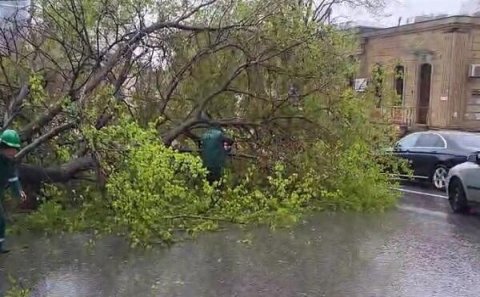 Bu ərazidə ağac aşdı, yol bağlandı
